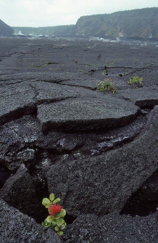 WT 0072 001-25 Hawaii Crater Blossom.jpg